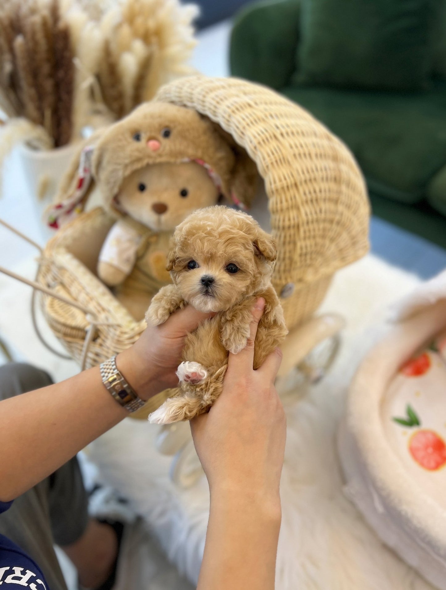 Maltipoo - Moran(Female) - Beautiful puppy teacup puppy with adorable features available for adoption from Velydog