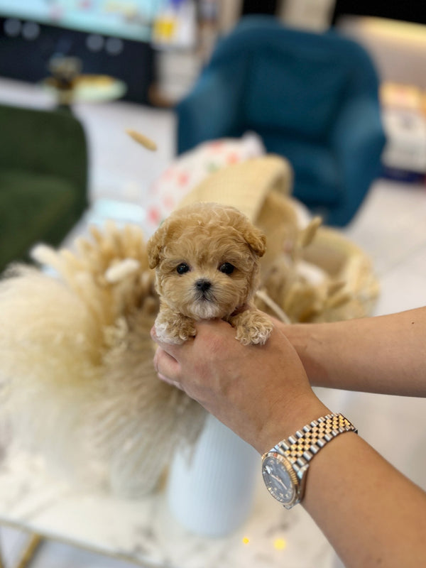 Maltipoo - Moran(Female) - Beautiful puppy teacup puppy with adorable features available for adoption from Velydog