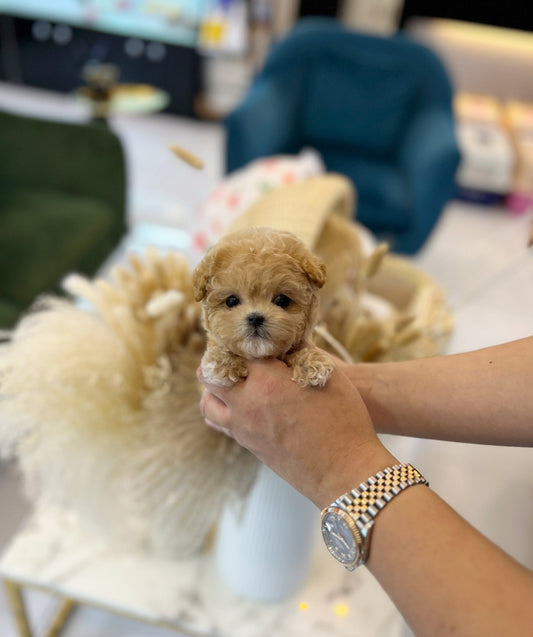 Maltipoo - Moran(Female) - Beautiful puppy teacup puppy with adorable features available for adoption from Velydog