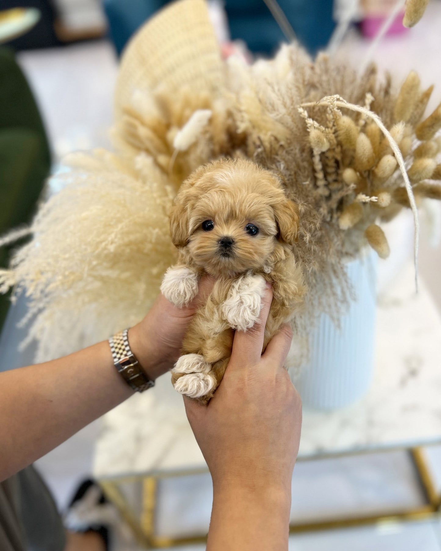 Maltipoo - Moran(Female) - Beautiful puppy teacup puppy with adorable features available for adoption from Velydog