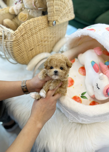 Maltipoo - Moran(Female) - Beautiful puppy teacup puppy with adorable features available for adoption from Velydog