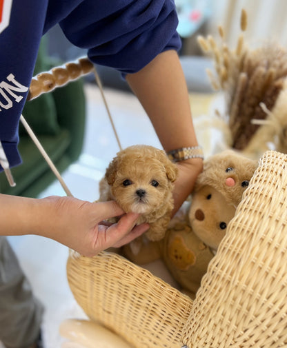 Maltipoo - Moran(Female) - Beautiful puppy teacup puppy with adorable features available for adoption from Velydog