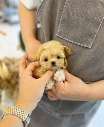 Maltipoo - Moran(Female) - Beautiful puppy teacup puppy with adorable features available for adoption from Velydog