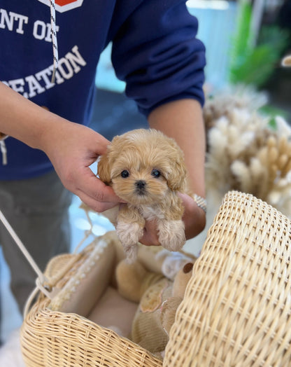 Maltipoo - Moran(Female) - Beautiful puppy teacup puppy with adorable features available for adoption from Velydog