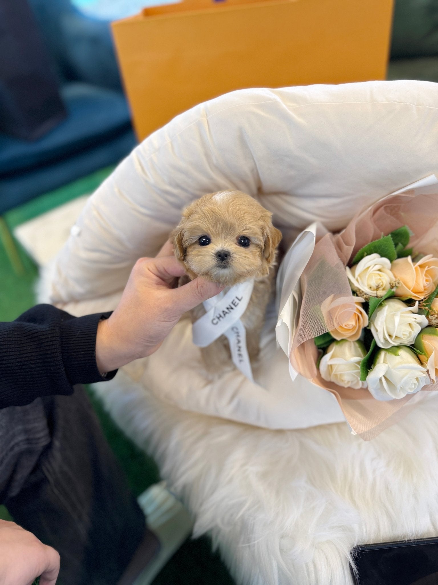 Maltipoo - Musk(Male) - Beautiful puppy teacup puppy with adorable features available for adoption from Velydog