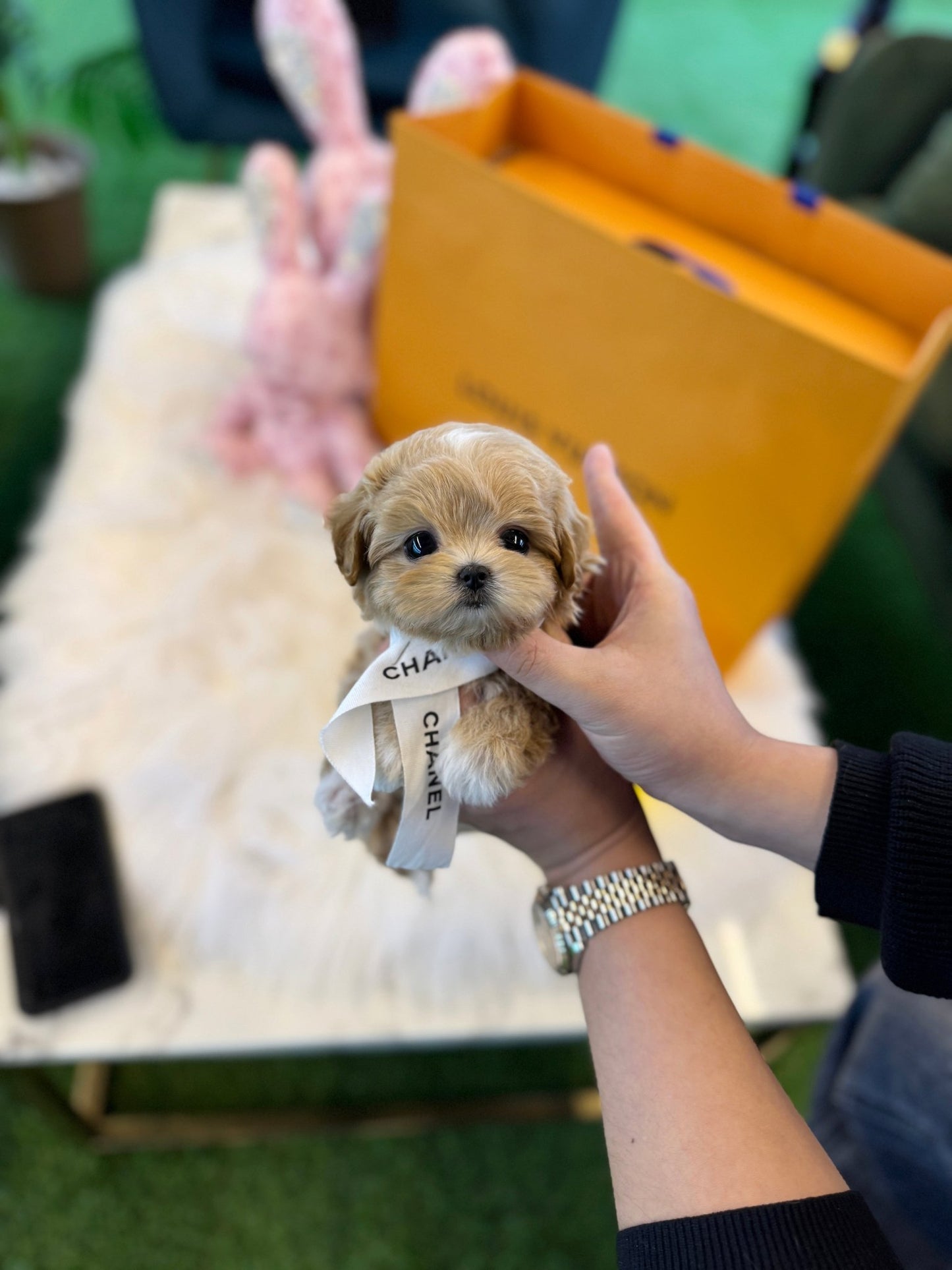 Maltipoo - Musk(Male) - Beautiful puppy teacup puppy with adorable features available for adoption from Velydog