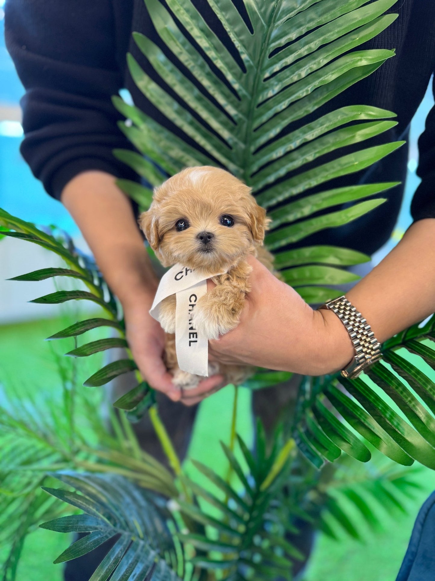 Maltipoo - Musk(Male) - Beautiful puppy teacup puppy with adorable features available for adoption from Velydog