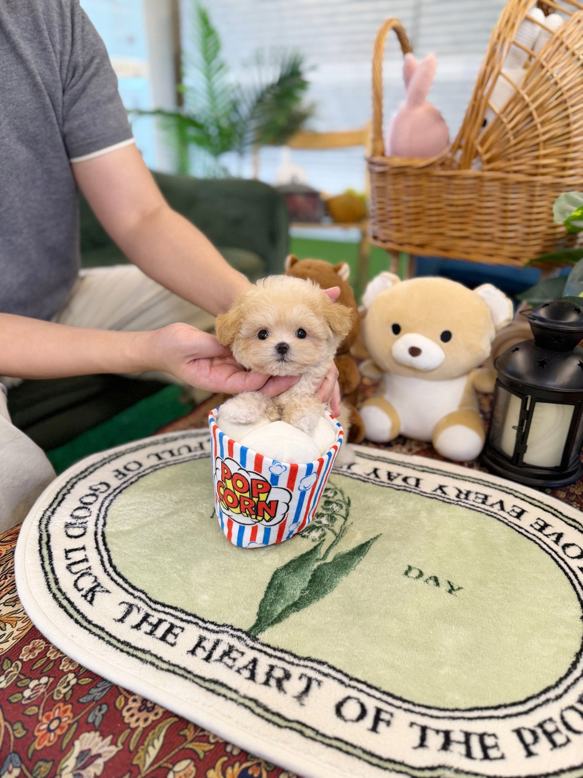 Maltipoo - Nacho(Female) - Beautiful puppy teacup puppy with adorable features available for adoption from Velydog
