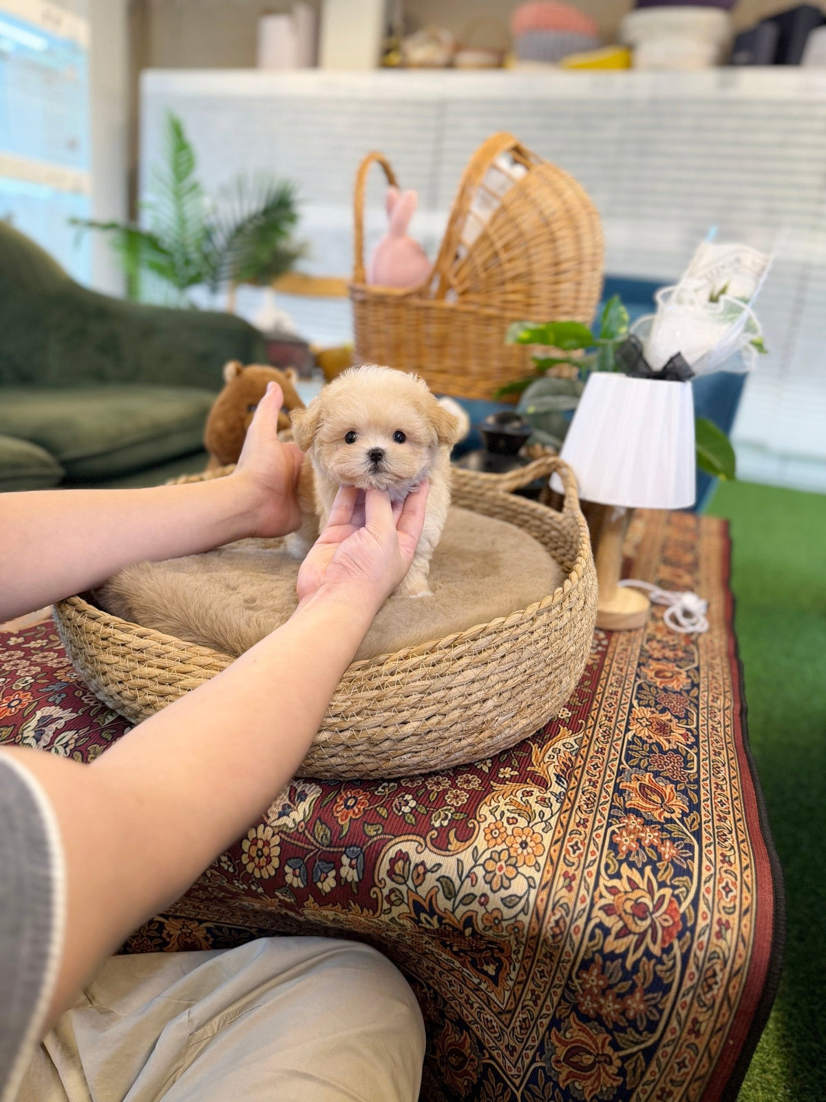 Maltipoo - Nacho(Female) - Beautiful puppy teacup puppy with adorable features available for adoption from Velydog
