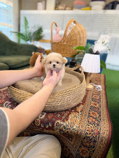 Maltipoo - Nacho(Female) - Beautiful puppy teacup puppy with adorable features available for adoption from Velydog