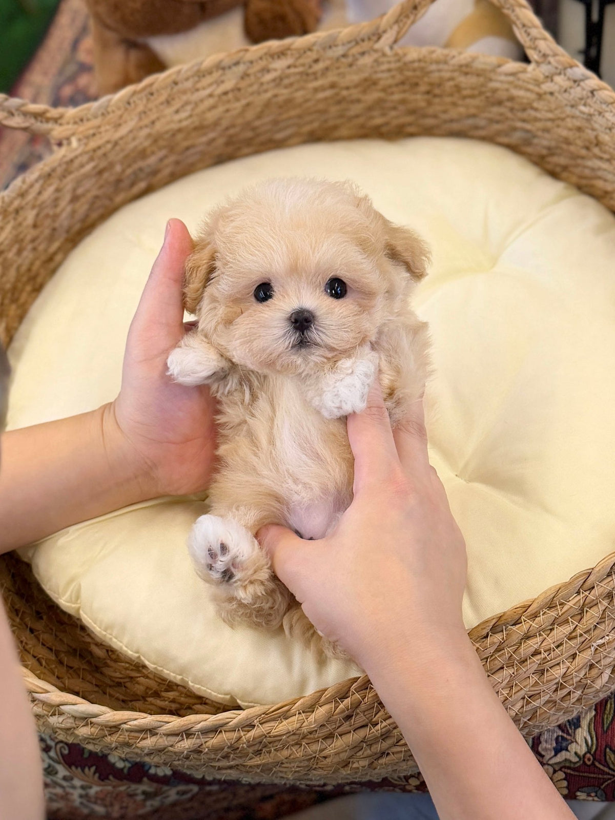 Maltipoo - Nacho(Female) - Beautiful puppy teacup puppy with adorable features available for adoption from Velydog