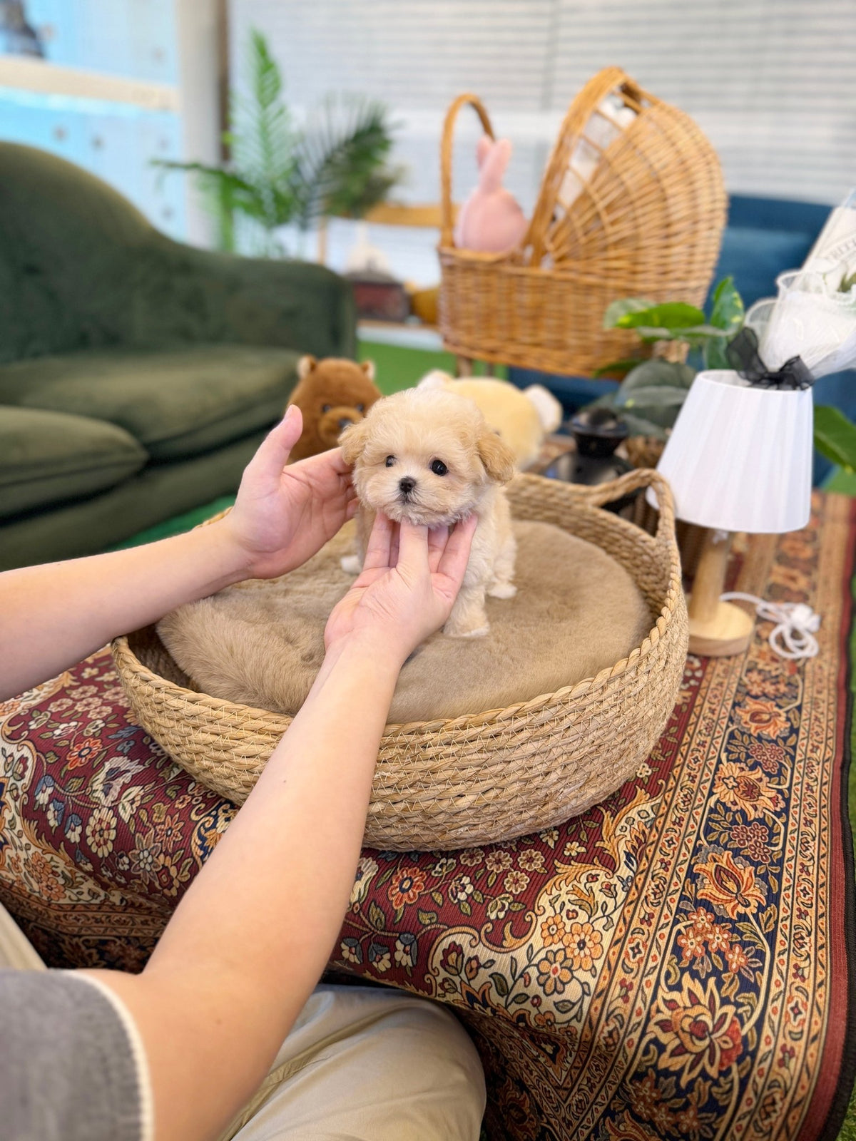 Maltipoo - Nacho(Female) - Beautiful puppy teacup puppy with adorable features available for adoption from Velydog
