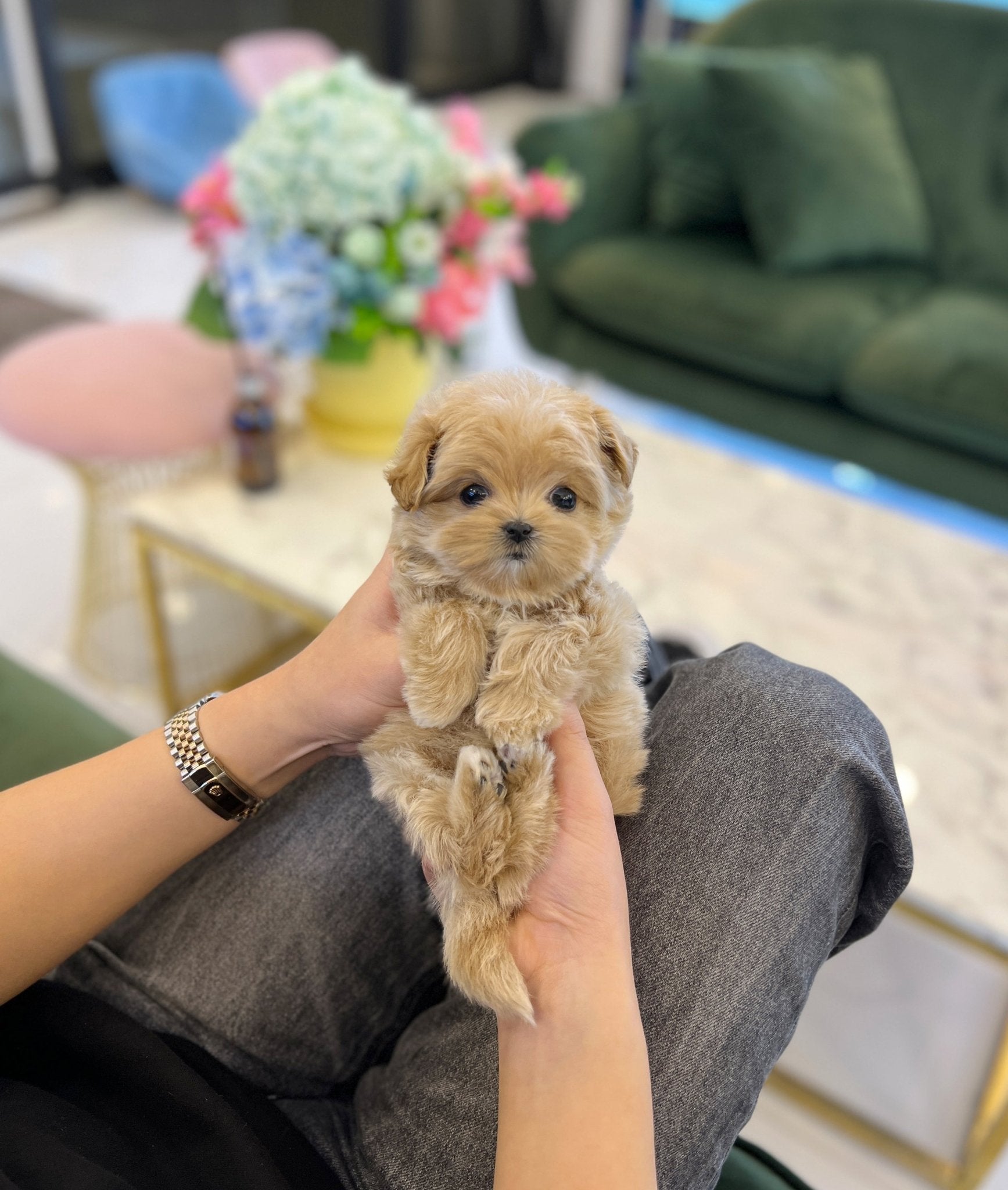 Maltipoo - Nancy - Beautiful puppy teacup puppy with adorable features available for adoption from Velydog