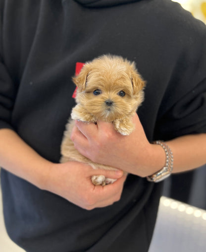 Maltipoo - Nancy - Beautiful puppy teacup puppy with adorable features available for adoption from Velydog