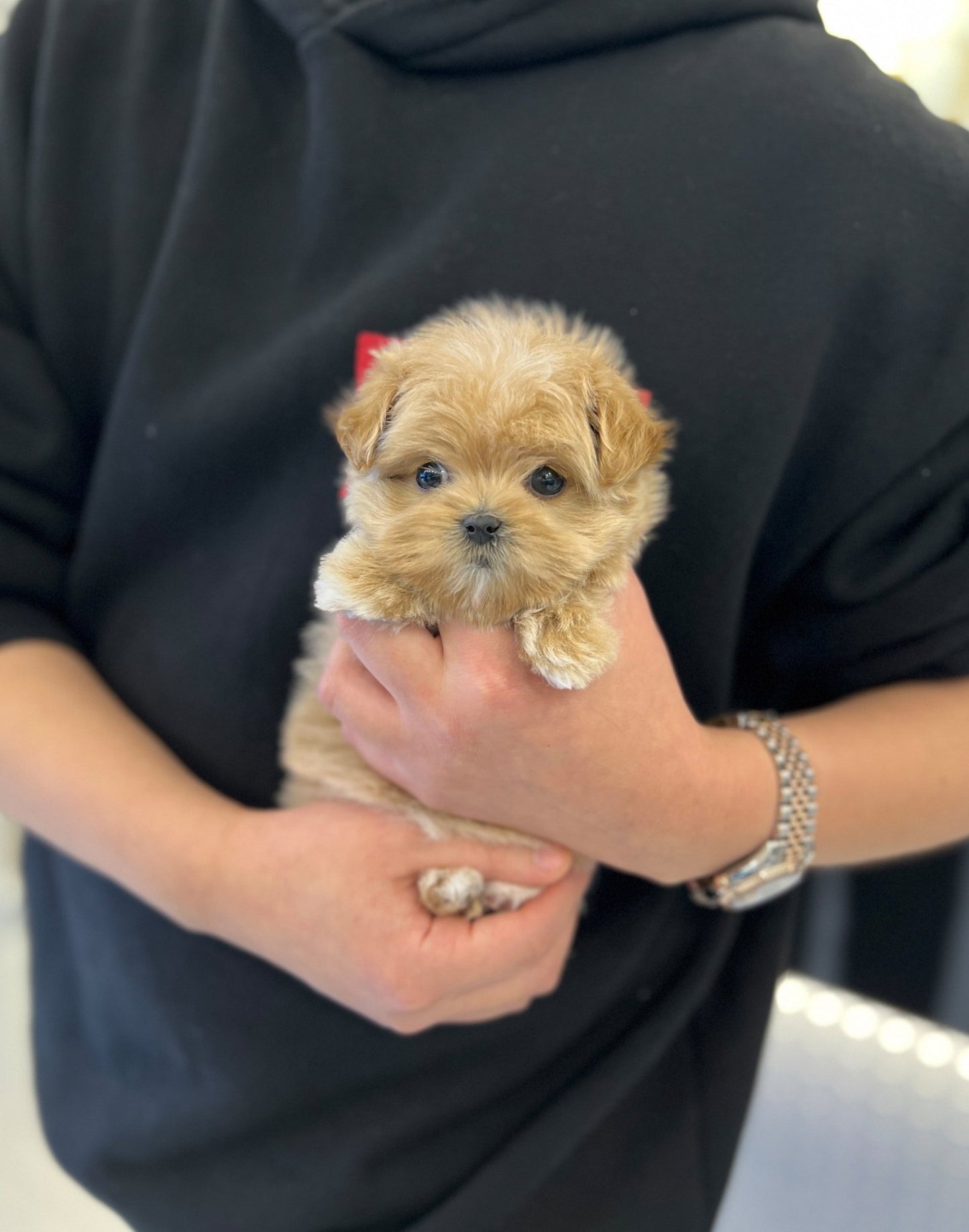 Maltipoo - Nancy - Beautiful puppy teacup puppy with adorable features available for adoption from Velydog