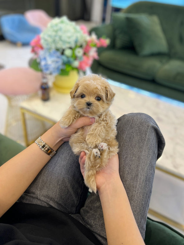 Maltipoo - Nancy - Beautiful puppy teacup puppy with adorable features available for adoption from Velydog