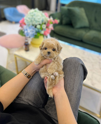 Maltipoo - Nancy - Beautiful puppy teacup puppy with adorable features available for adoption from Velydog