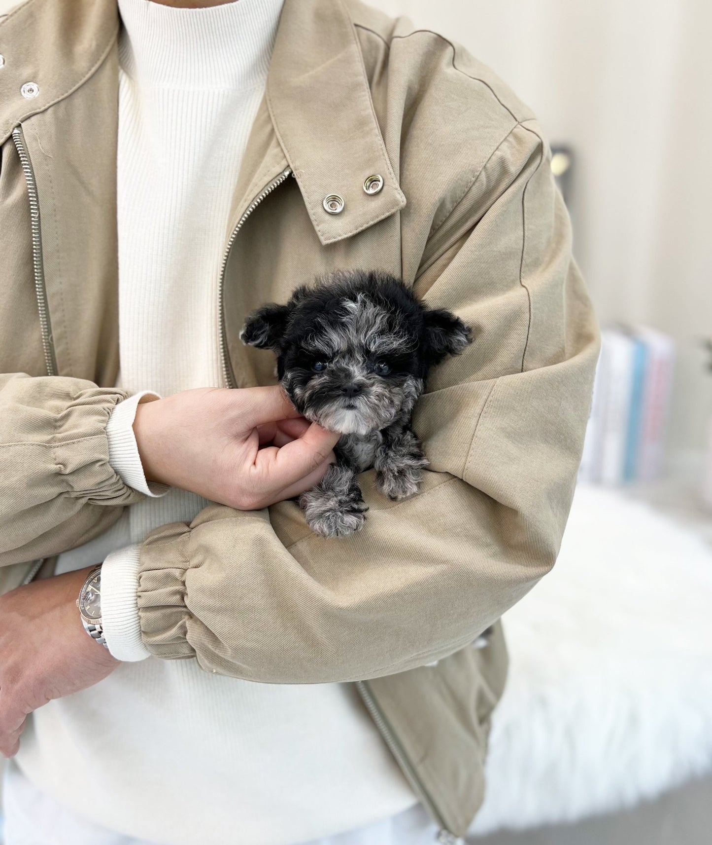 Maltipoo - Naru(Male) - Beautiful puppy teacup puppy with adorable features available for adoption from Velydog