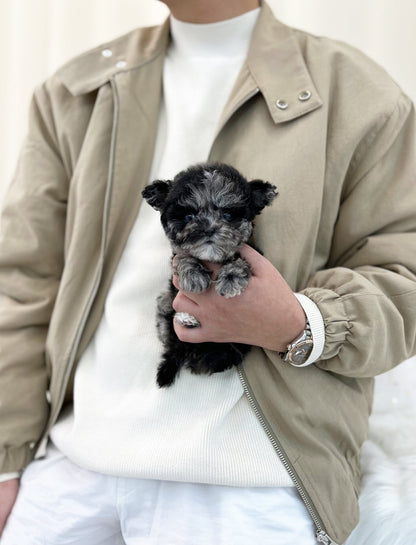 Maltipoo - Naru(Male) - Beautiful puppy teacup puppy with adorable features available for adoption from Velydog