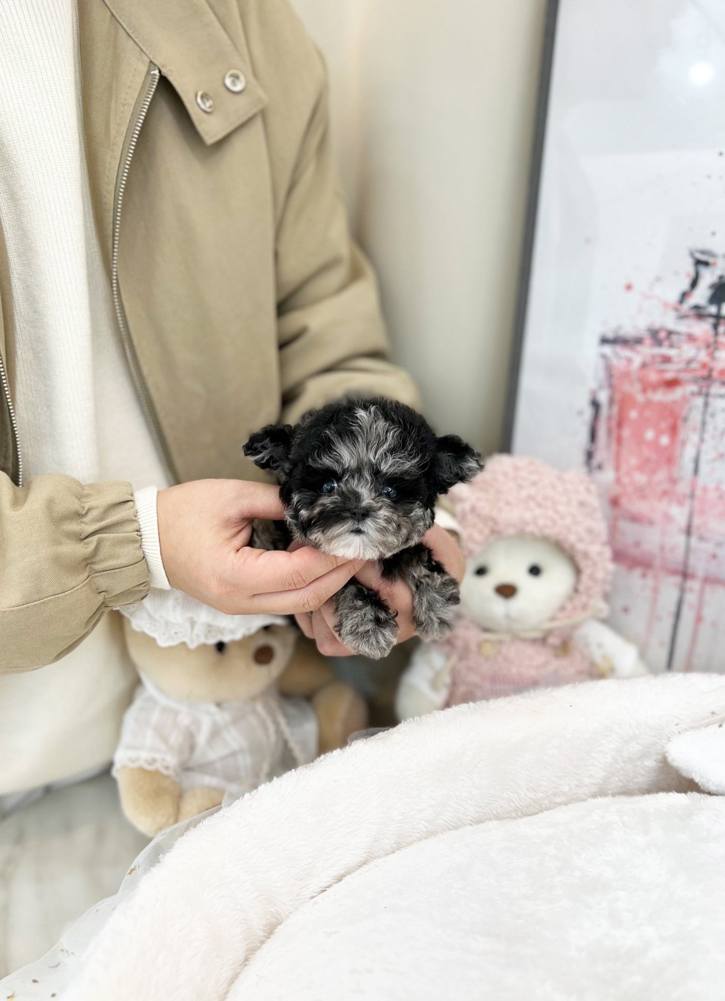 Maltipoo - Naru(Male) - Beautiful puppy teacup puppy with adorable features available for adoption from Velydog