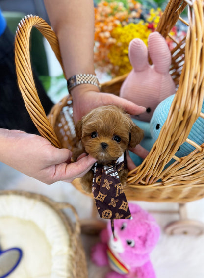 Maltipoo - Natto(Female) - Beautiful puppy teacup puppy with adorable features available for adoption from Velydog