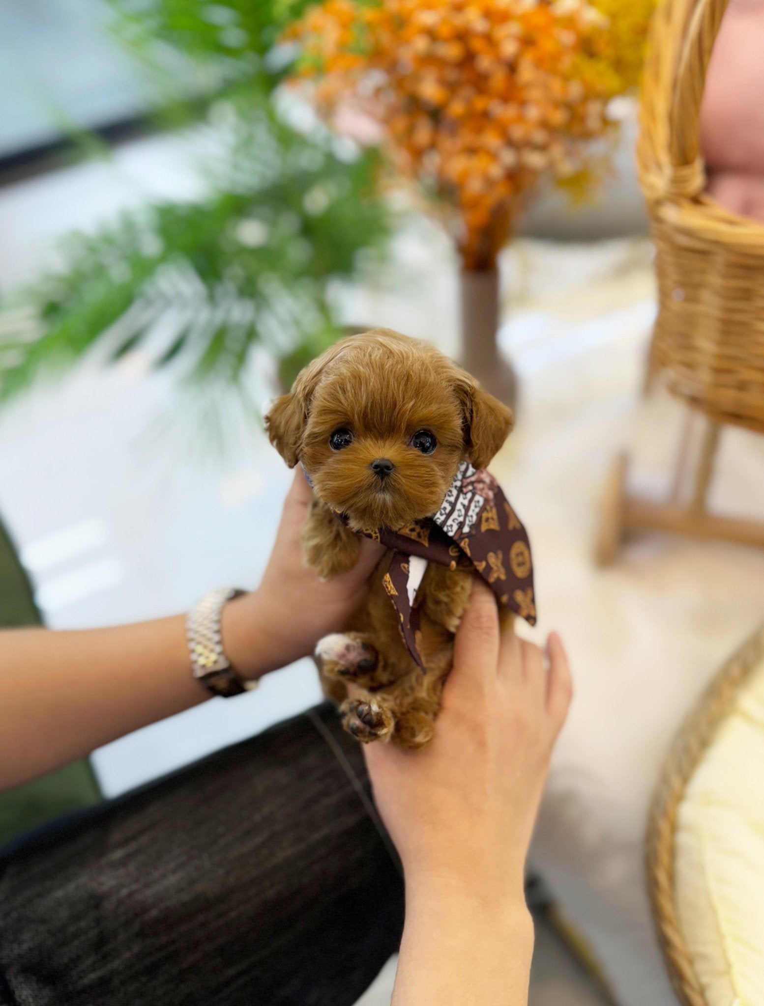 Maltipoo - Natto(Female) - Beautiful puppy teacup puppy with adorable features available for adoption from Velydog