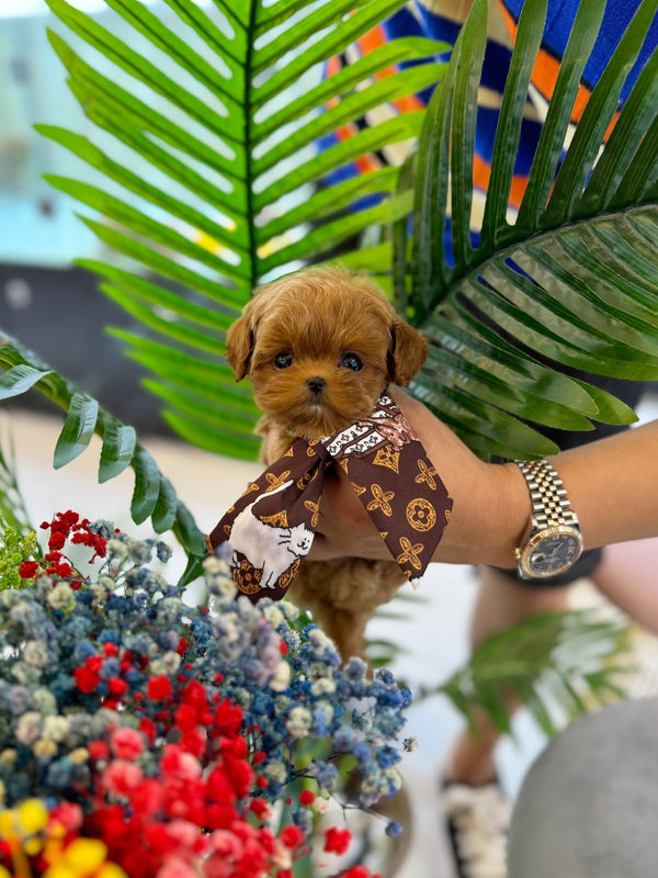 Maltipoo - Natto(Female) - Beautiful puppy teacup puppy with adorable features available for adoption from Velydog