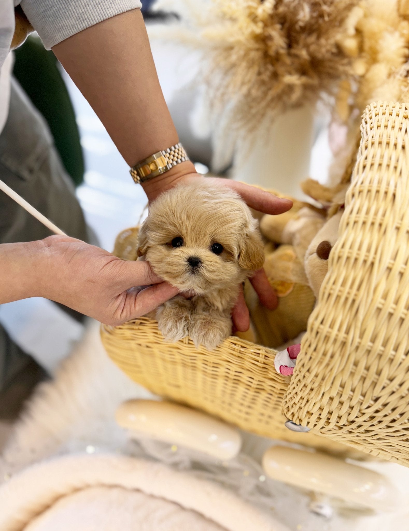 Maltipoo - Ned(Male) - Beautiful puppy teacup puppy with adorable features available for adoption from Velydog