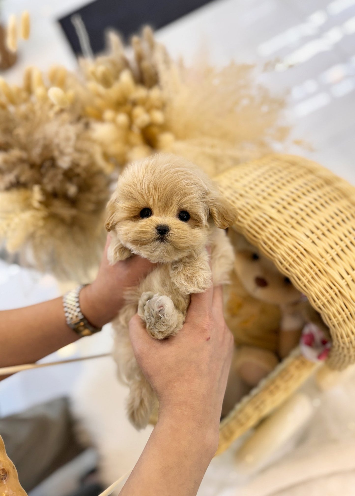 Maltipoo - Ned(Male) - Beautiful puppy teacup puppy with adorable features available for adoption from Velydog