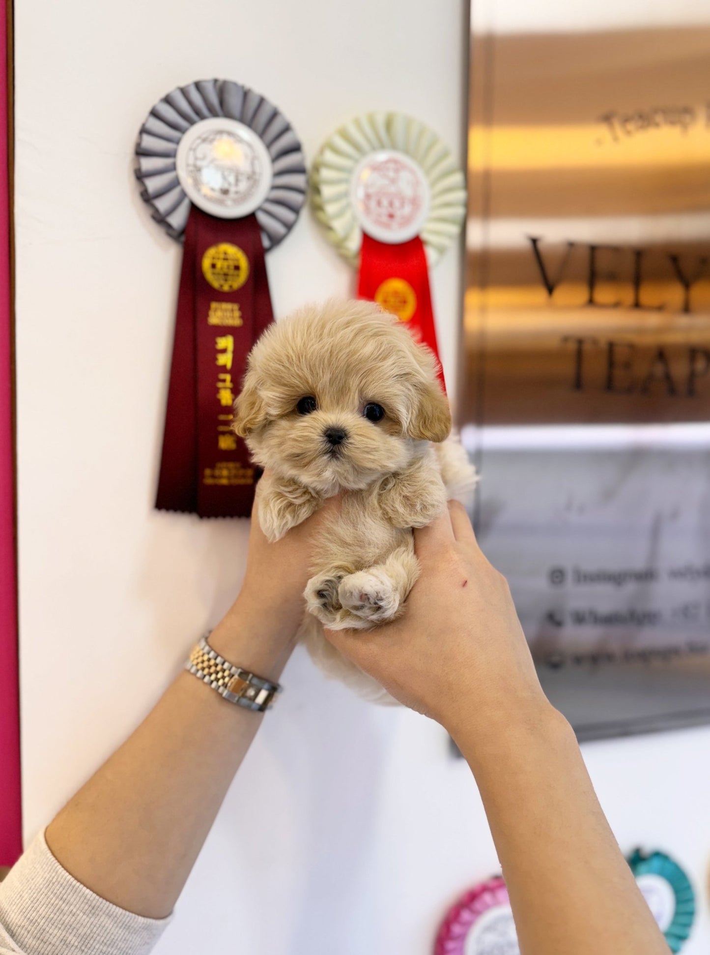 Maltipoo - Ned(Male) - Beautiful puppy teacup puppy with adorable features available for adoption from Velydog