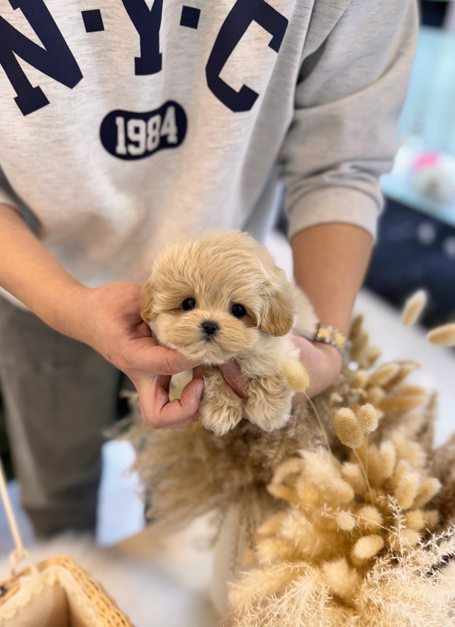 Maltipoo - Ned(Male) - Beautiful puppy teacup puppy with adorable features available for adoption from Velydog