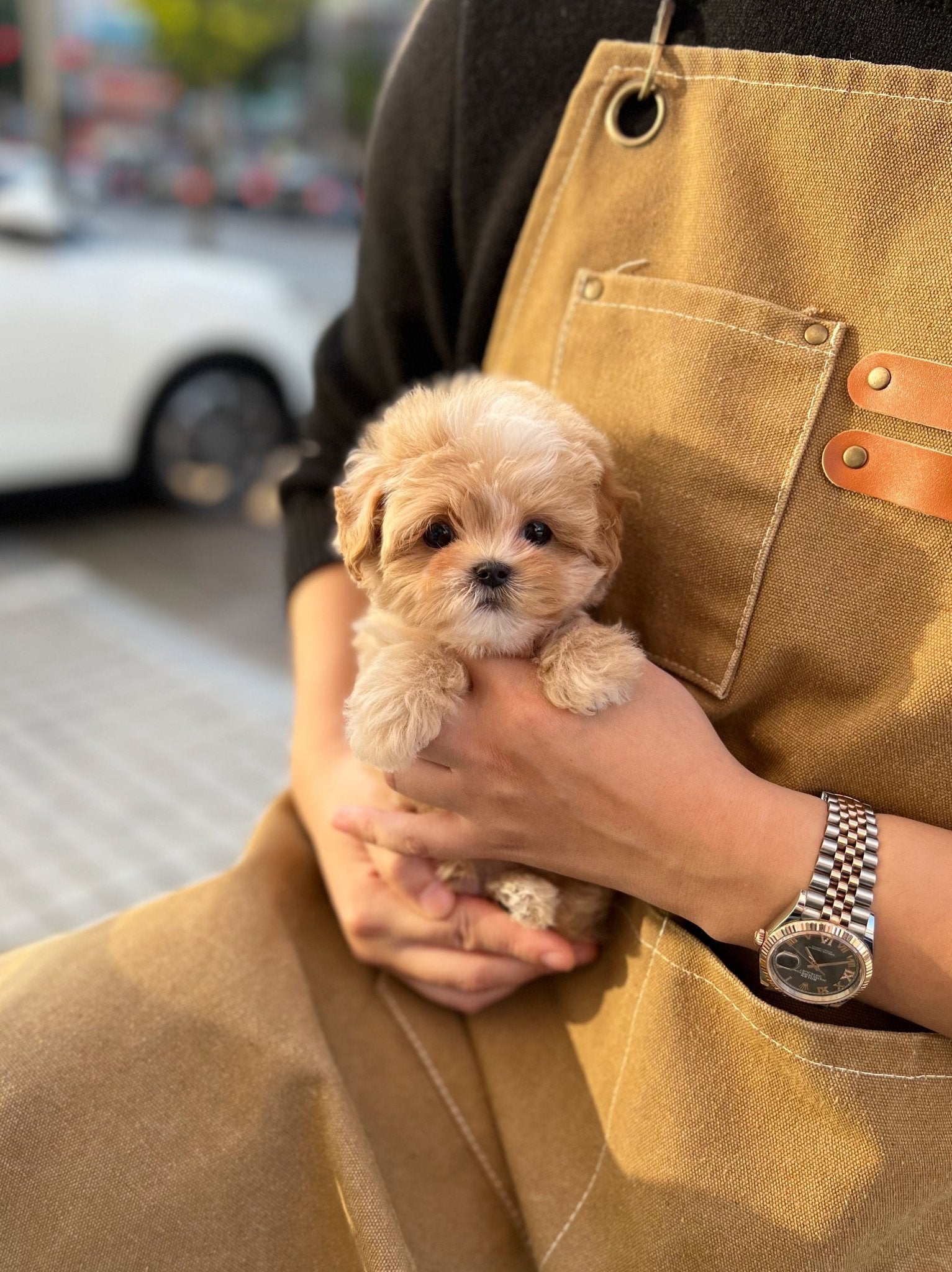 Maltipoo - Nello(Male) - Beautiful puppy teacup puppy with adorable features available for adoption from Velydog