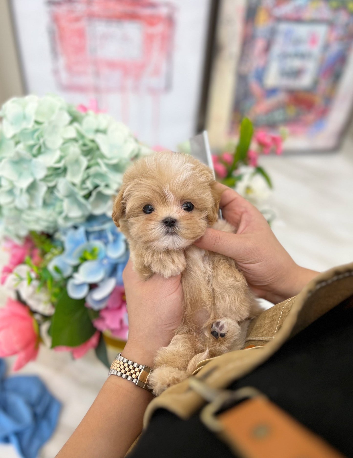 Maltipoo - Nello(Male) - Beautiful puppy teacup puppy with adorable features available for adoption from Velydog