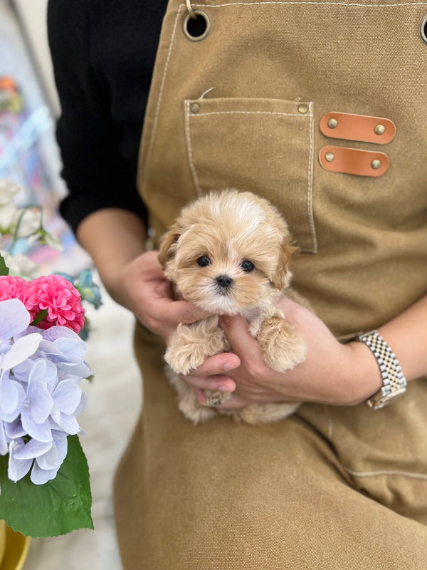 Maltipoo - Nello(Male) - Beautiful puppy teacup puppy with adorable features available for adoption from Velydog