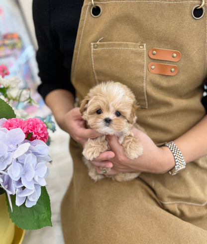 Maltipoo - Nello(Male) - Beautiful puppy teacup puppy with adorable features available for adoption from Velydog