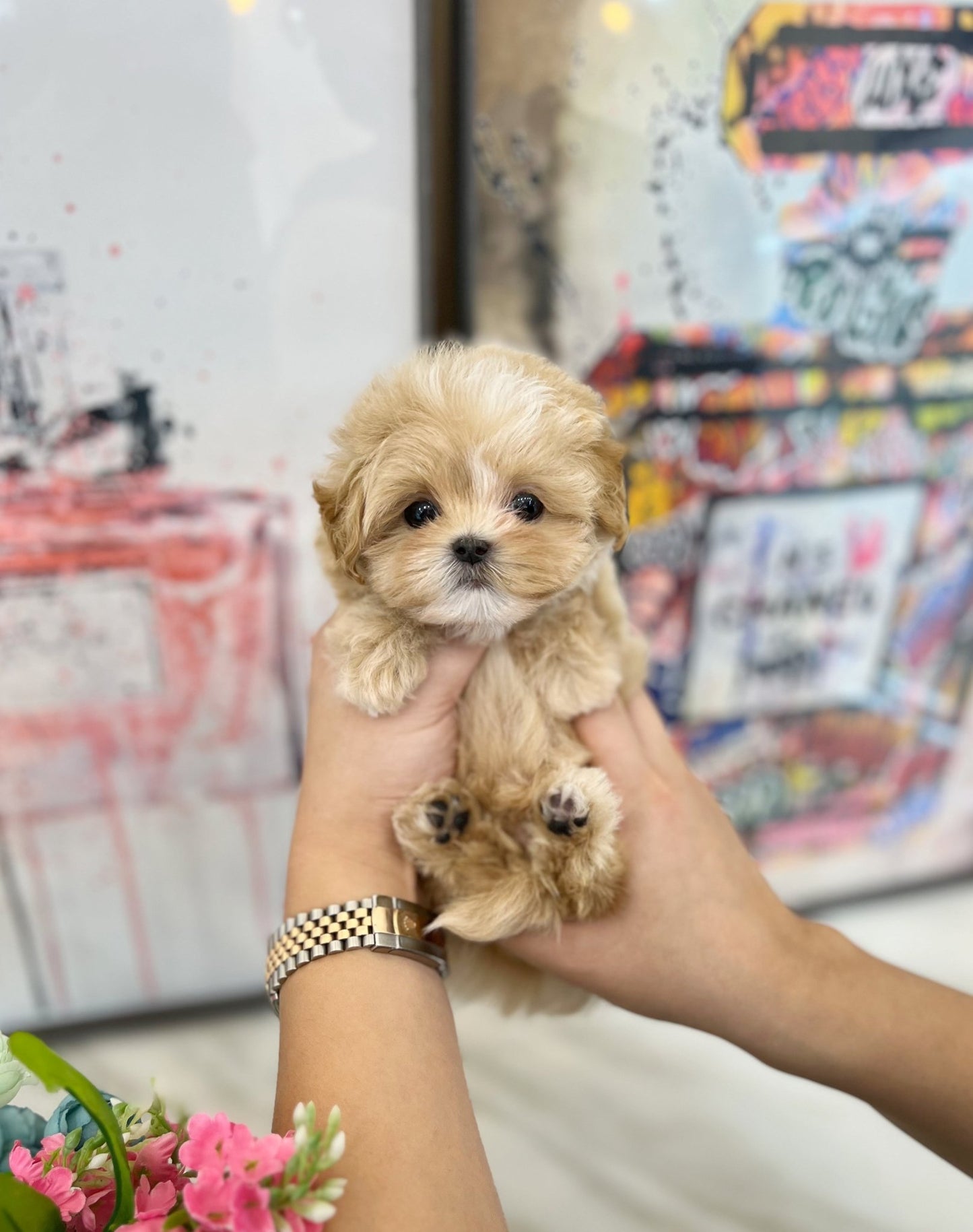 Maltipoo - Nello(Male) - Beautiful puppy teacup puppy with adorable features available for adoption from Velydog