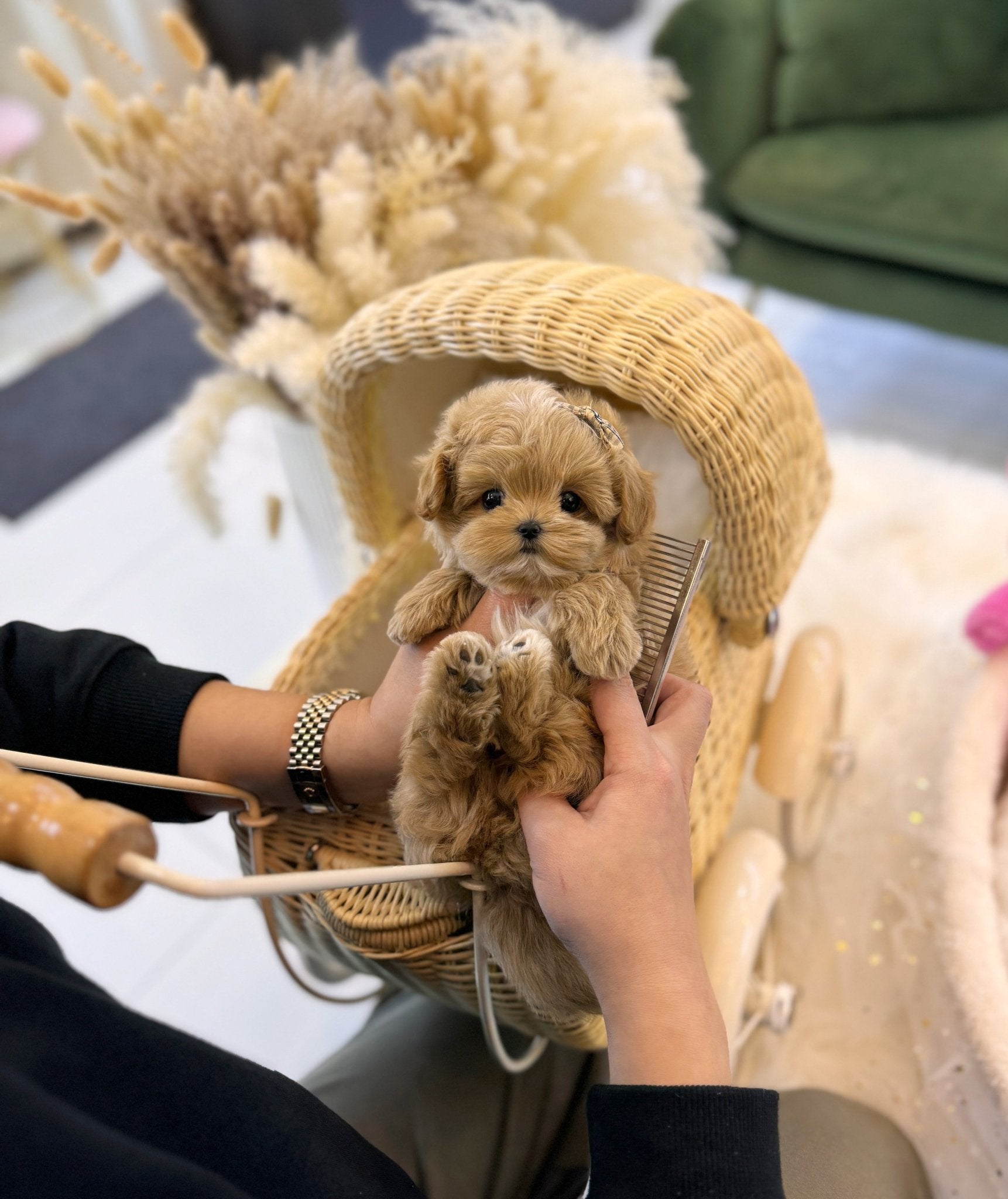 Maltipoo - Neo(Male) - Beautiful puppy teacup puppy with adorable features available for adoption from Velydog