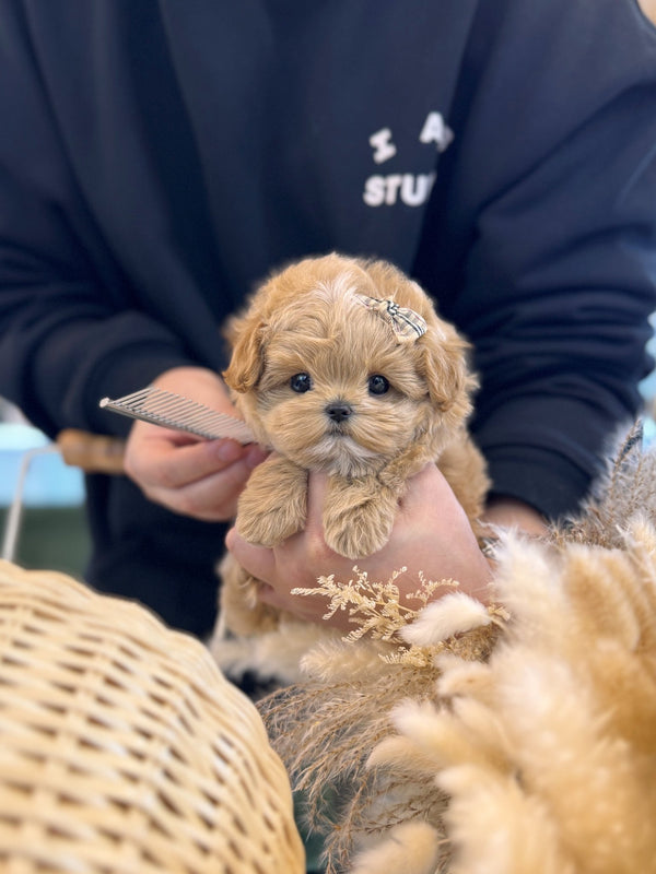 Maltipoo - Neo(Male) - Beautiful puppy teacup puppy with adorable features available for adoption from Velydog