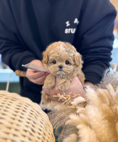 Maltipoo - Neo(Male) - Beautiful puppy teacup puppy with adorable features available for adoption from Velydog