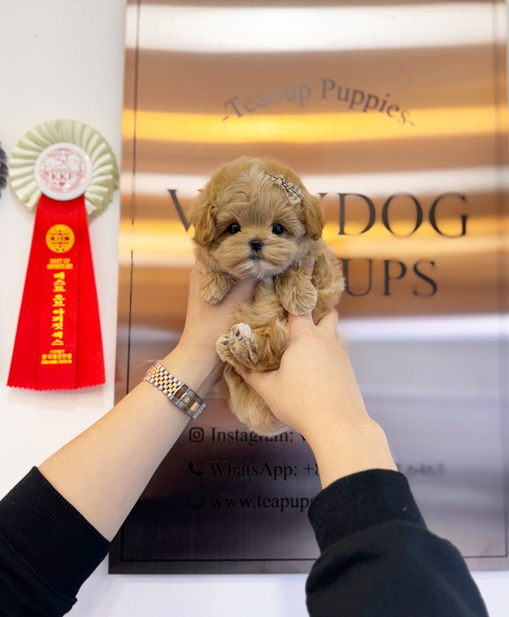 Maltipoo - Neo(Male) - Beautiful puppy teacup puppy with adorable features available for adoption from Velydog