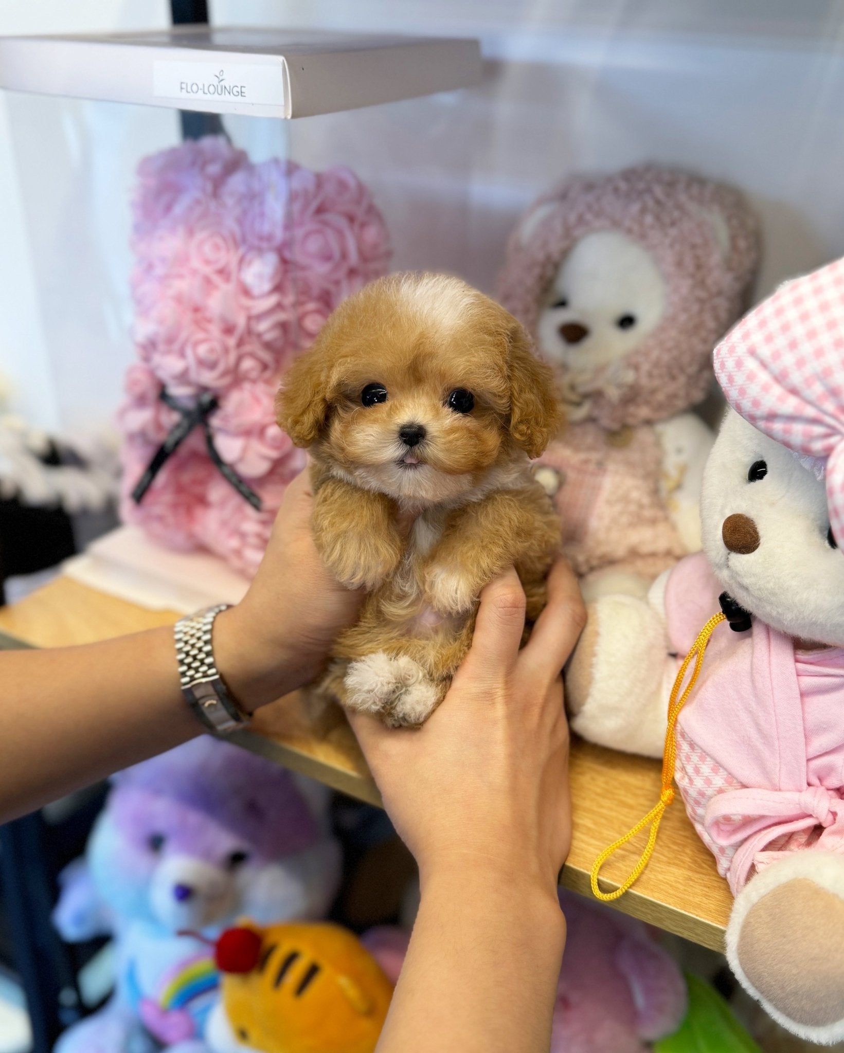 Maltipoo - Niko(Female) - Beautiful puppy teacup puppy with adorable features available for adoption from Velydog