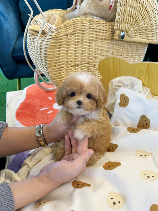 Maltipoo - Niko(Female) - Beautiful puppy teacup puppy with adorable features available for adoption from Velydog