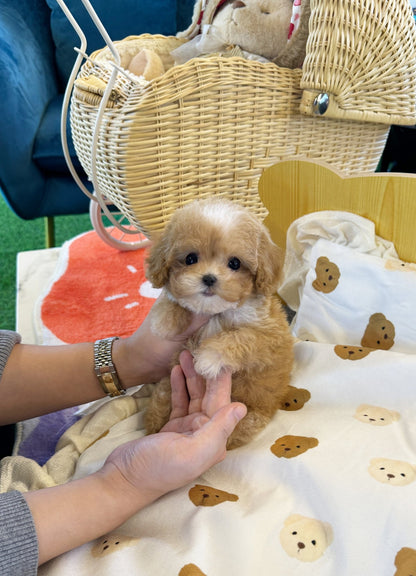 Maltipoo - Niko(Female) - Beautiful puppy teacup puppy with adorable features available for adoption from Velydog