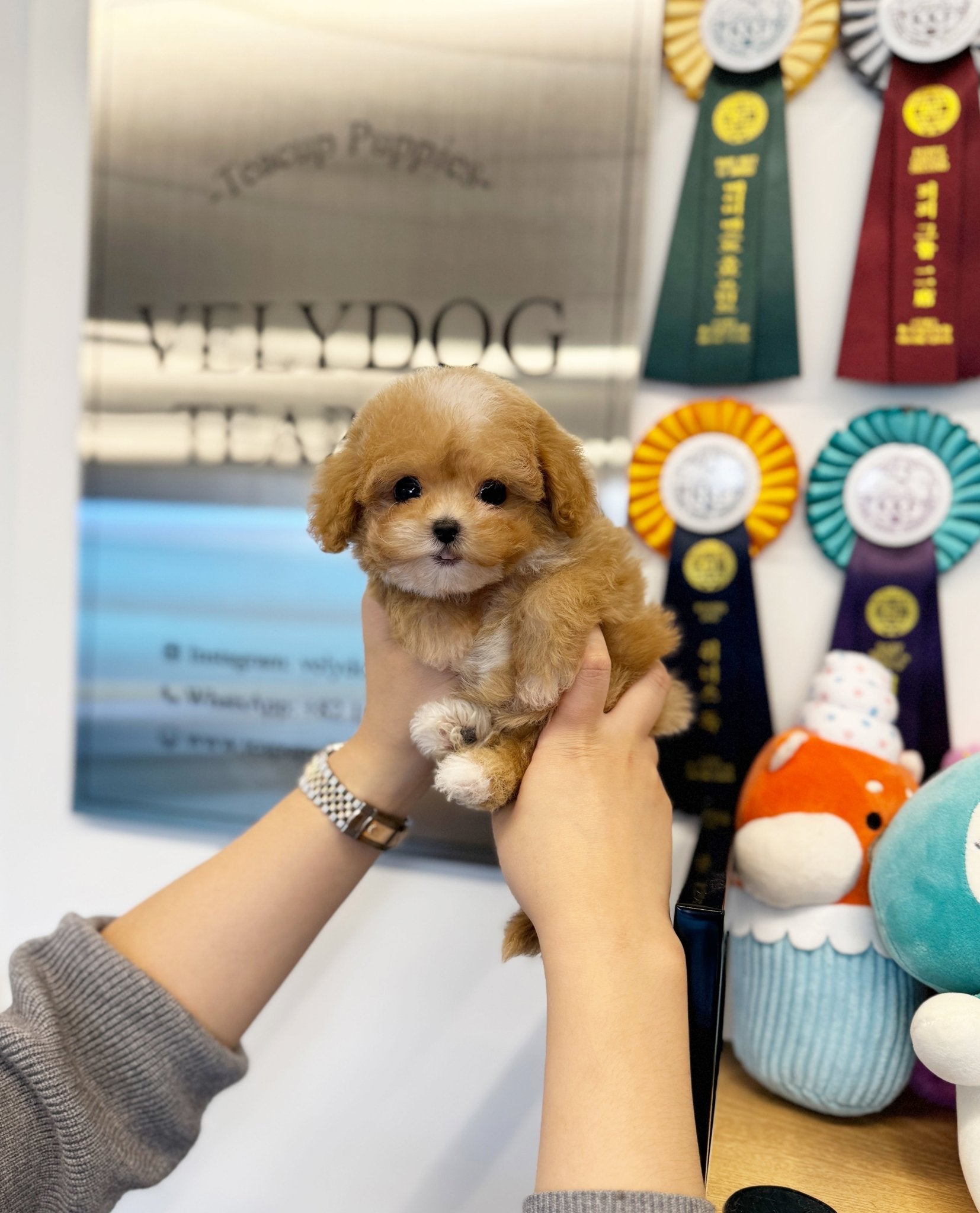 Maltipoo - Niko(Female) - Beautiful puppy teacup puppy with adorable features available for adoption from Velydog