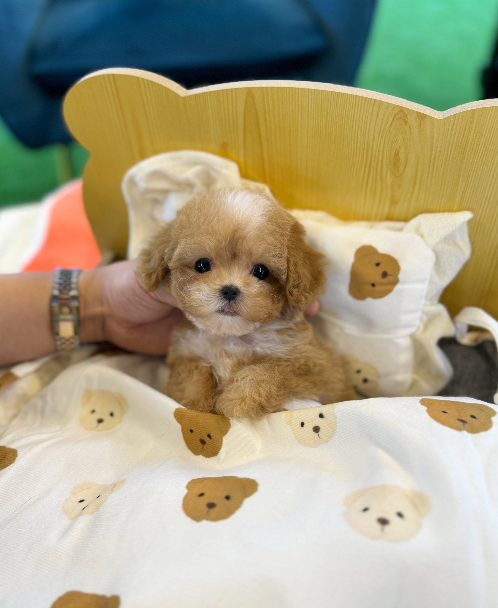 Maltipoo - Niko(Female) - Beautiful puppy teacup puppy with adorable features available for adoption from Velydog