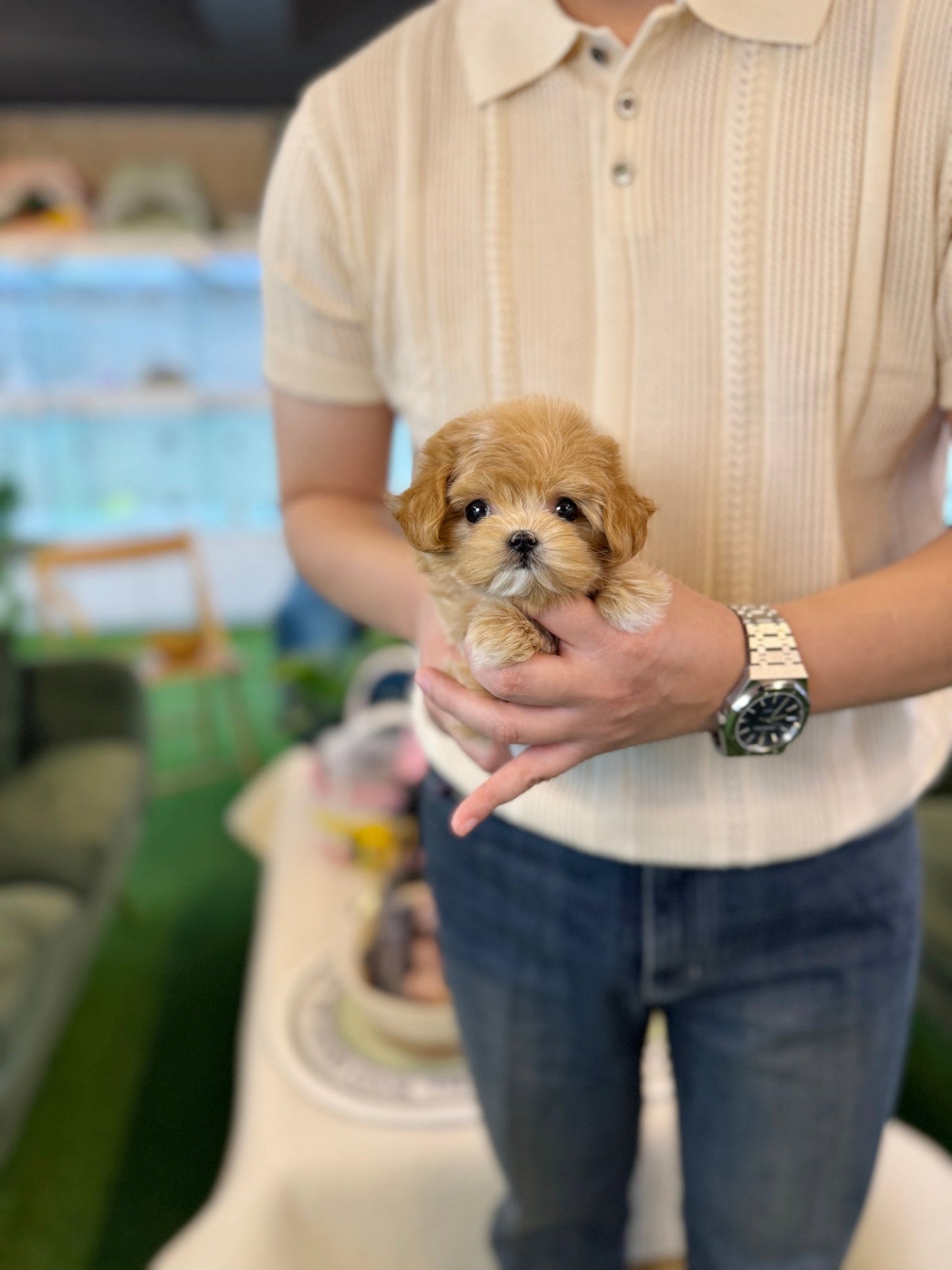 Maltipoo - Nile(Female) - Beautiful puppy teacup puppy with adorable features available for adoption from Velydog