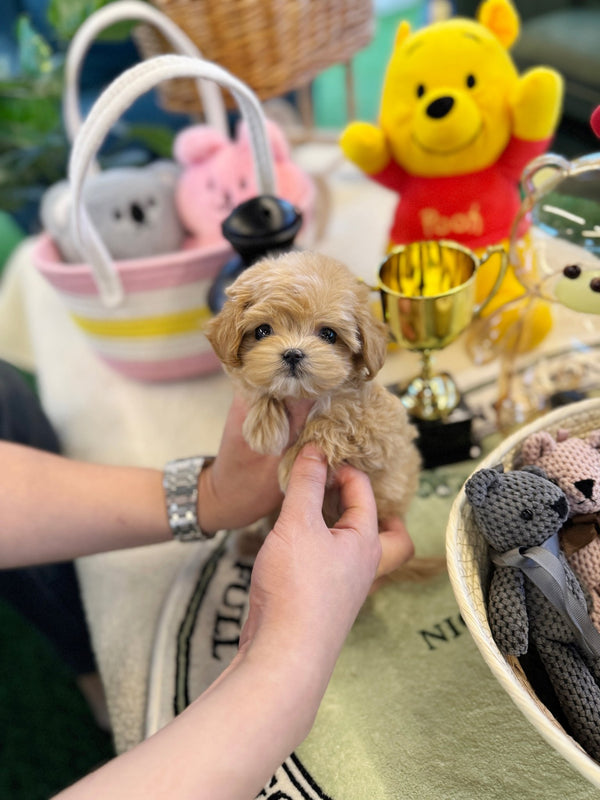 Maltipoo - Nile(Female) - Beautiful puppy teacup puppy with adorable features available for adoption from Velydog