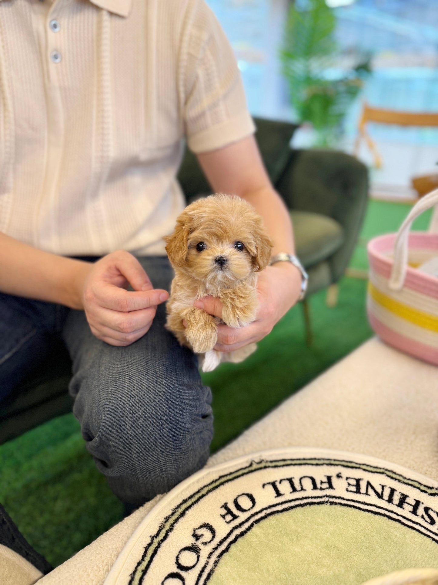 Maltipoo - Nile(Female) - Beautiful puppy teacup puppy with adorable features available for adoption from Velydog