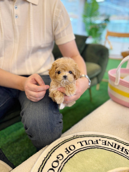 Maltipoo - Nile(Female) - Beautiful puppy teacup puppy with adorable features available for adoption from Velydog