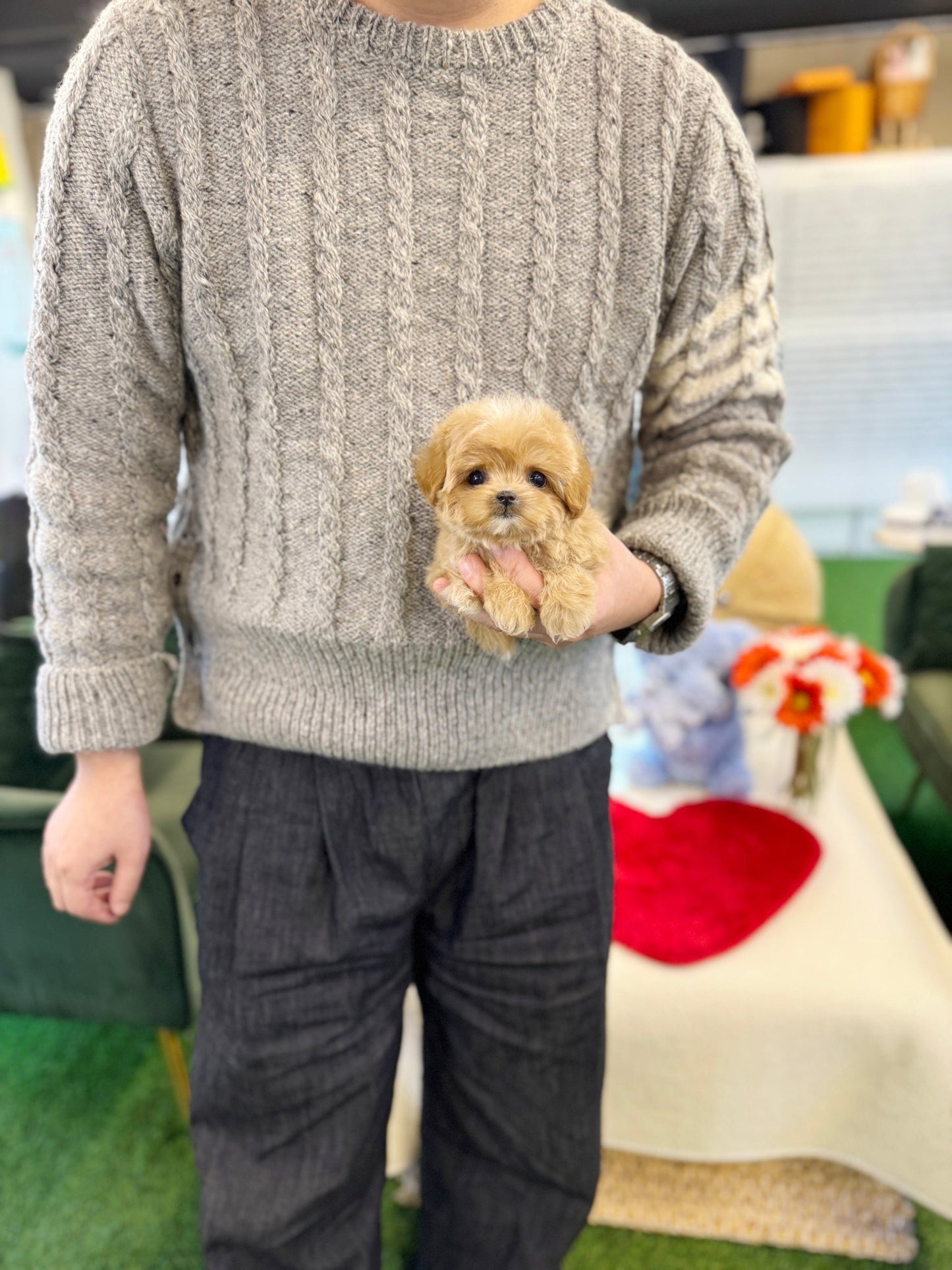 Maltipoo - Nini(Female) - Beautiful puppy teacup puppy with adorable features available for adoption from Velydog